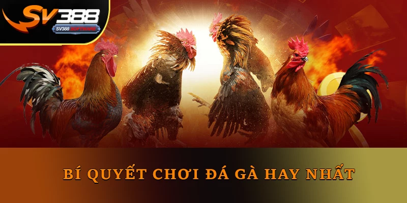 Bí quyết chơi đá gà Campuchia Sv388 hay nhất Bí quyết chơi đá gà Campuchia Sv388 hay nhất