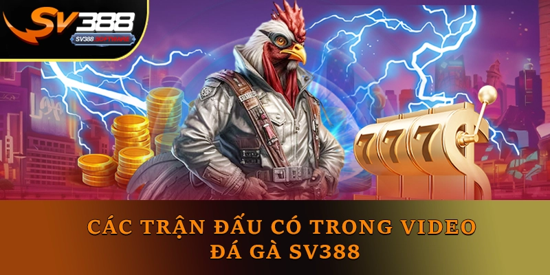 Các trận đấu có trong video đá gà SV388 Các trận đấu có trong video đá gà SV388