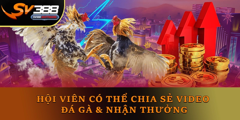 Hội viên có thể chia sẻ video đá gà & nhận thưởng Hội viên có thể chia sẻ video đá gà & nhận thưởng