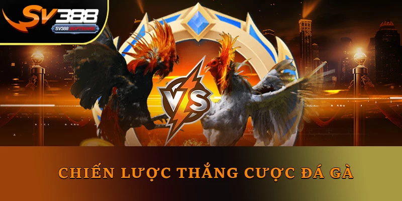 Chiến lược thắng cược đá gà Chiến lược thắng cược đá gà