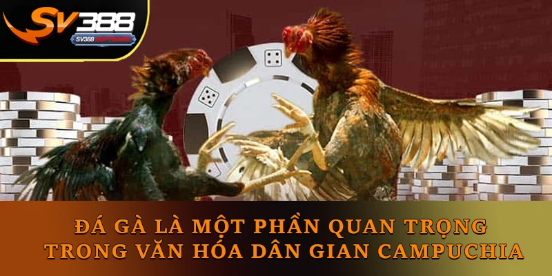 Đá gà là một phần quan trọng trong văn hóa dân gian Campuchia Đá gà là một phần quan trọng trong văn hóa dân gian Campuchia