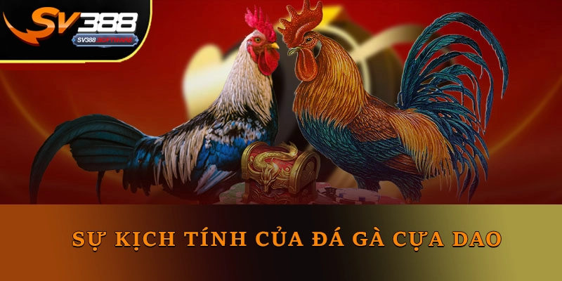 Sự kịch tính của đá gà cựa dao Sự kịch tính của đá gà cựa dao