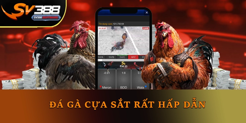 Đá gà cựa sắt Sv388 rất hấp dẫn Đá gà cựa sắt Sv388 rất hấp dẫn