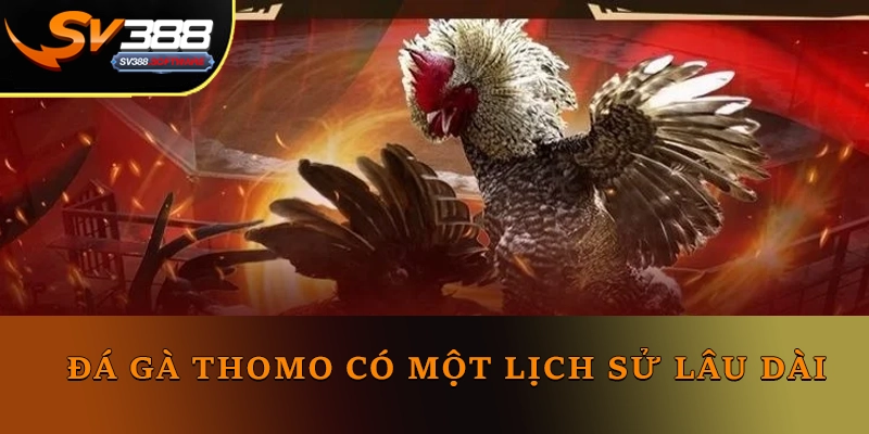 Đá gà Thomo có một lịch sử lâu dài Đá gà Thomo có một lịch sử lâu dài