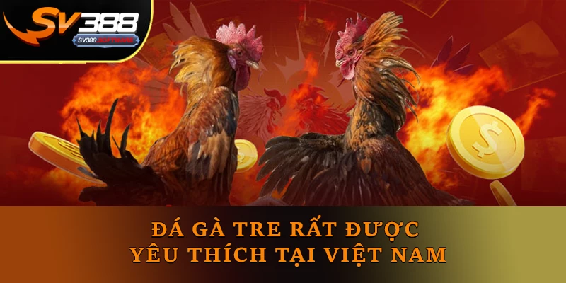 Đá gà tre rất được yêu thích tại Việt Nam Đá gà tre rất được yêu thích tại Việt Nam