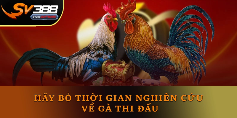 Hãy bỏ thời gian nghiên cứu về gà thi đấu khi cá cược đá gà SV388 Hãy bỏ thời gian nghiên cứu về gà thi đấu khi cá cược đá gà SV388