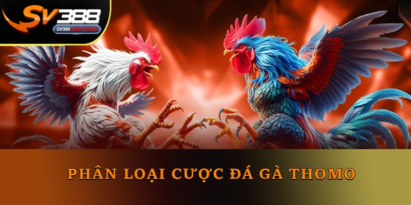 Phân loại cược đá gà Thomo