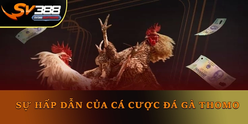 Sự hấp dẫn của cá cược đá gà Thomo Sự hấp dẫn của cá cược đá gà Thomo