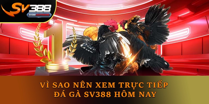 Vì sao nên xem Trực tiếp Đá gà Sv388 hôm nay Vì sao nên xem Trực tiếp Đá gà Sv388 hôm nay