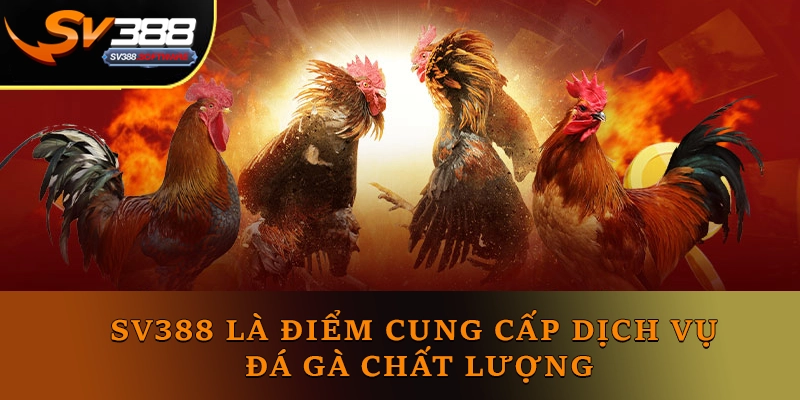SV388 là điểm cung cấp dịch vụ đá gà chất lượng SV388 là điểm cung cấp dịch vụ đá gà chất lượng
