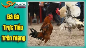 Đá Gà Trực Tiếp Trên Mạng
