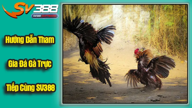 Hướng Dẫn Tham Gia Đá Gà Trực Tiếp Cùng SV388