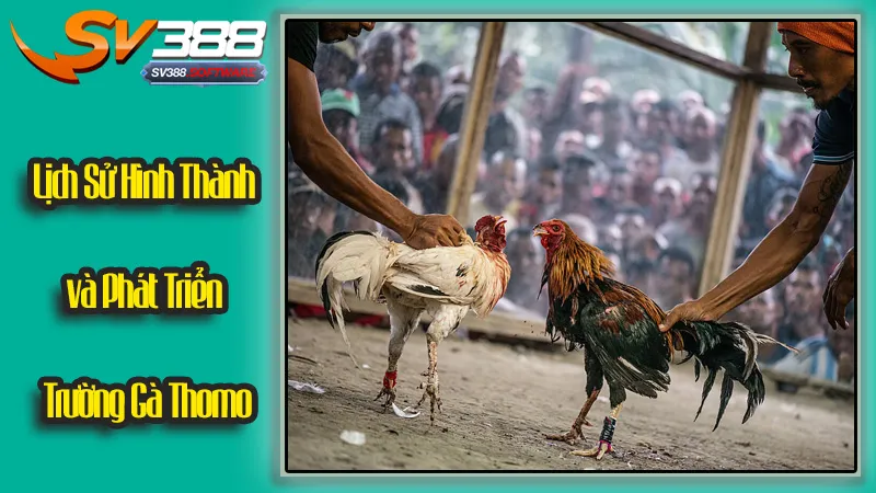 Lịch Sử Hình Thành và Phát Triển Trường Gà Thomo Lịch Sử Hình Thành và Phát Triển Trường Gà Thomo