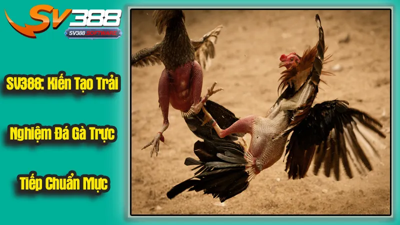 SV388: Kiến Tạo Trải Nghiệm Đá Gà Trực Tiếp Chuẩn Mực