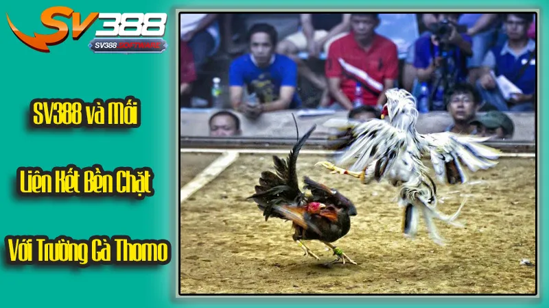 SV388 và Mối Liên Kết Bền Chặt Với Trường Gà Thomo SV388 và Mối Liên Kết Bền Chặt Với Trường Gà Thomo