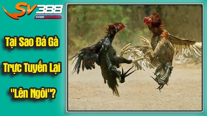 Tại Sao Đá Gà Trực Tuyến Lại Lên Ngôi?