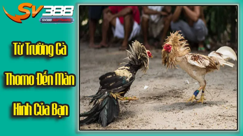 Từ Thomo Đến Màn Hình Của Bạn: Cuộc Cách Mạng Trực Tuyến Từ Thomo Đến Màn Hình Của Bạn: Cuộc Cách Mạng Trực Tuyến