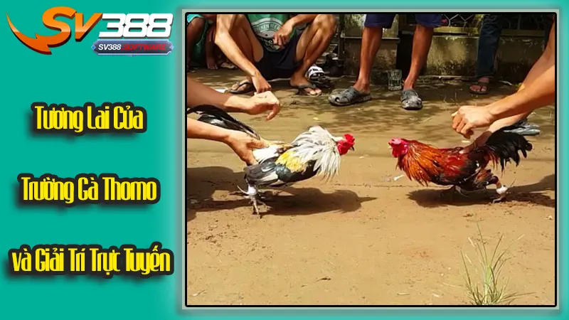 Tương Lai Của Trường Gà Thomo và Giải Trí Trực Tuyến Tương Lai Của Trường Gà Thomo và Giải Trí Trực Tuyến