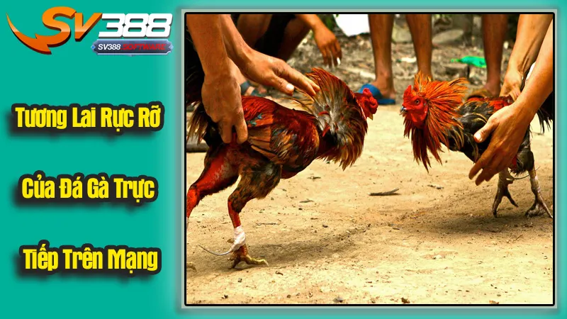 Tương Lai Rực Rỡ Của Đá Gà Trực Tiếp Trên Mạng